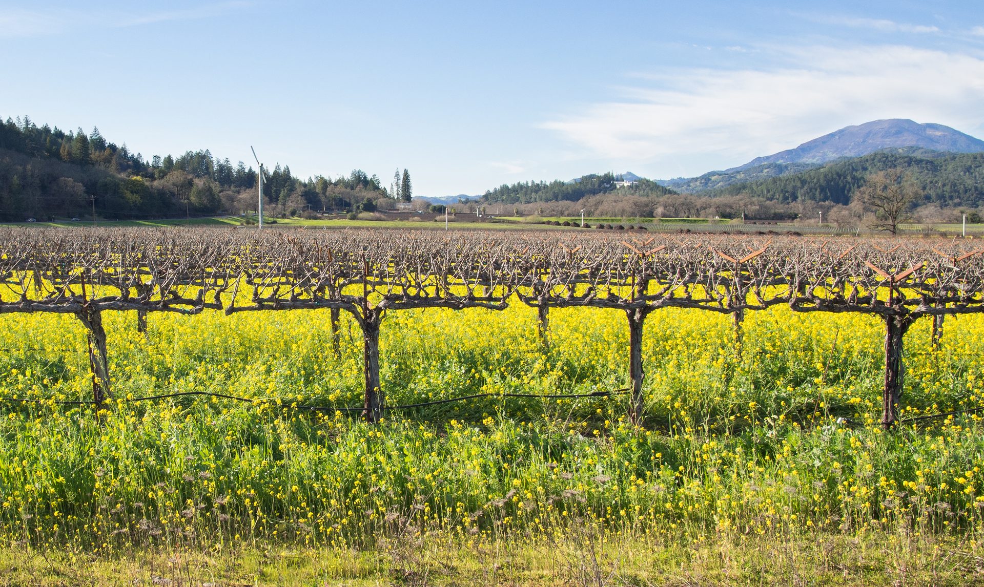 Napa Valley